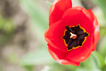 Inside view of a red tulip flower