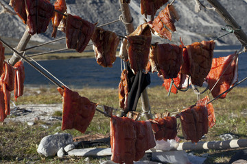Sun dried slices of salmon on the lake. Yakutia. Russia.