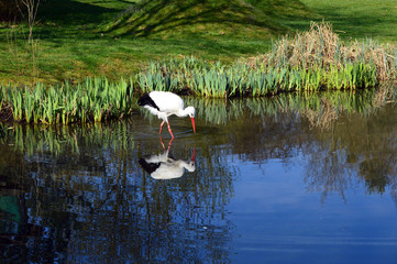 Storch