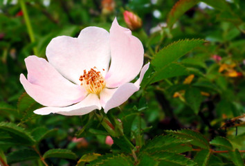 Corolle de fleur d'églantier