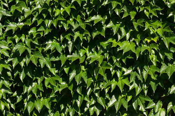 Fototapeta na wymiar Leaf covered wall