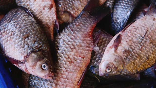 Live fish in a box
