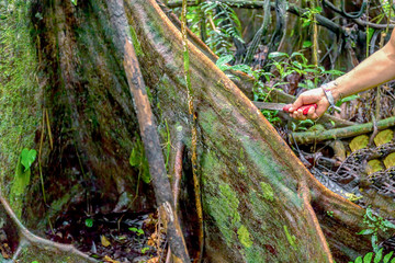 Deforestation, Tropical Rainforest