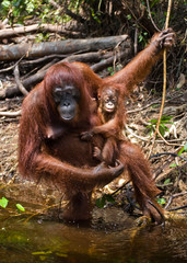 Female and baby orangutan drinking water from the river in the jungle. Indonesia. The island of Kalimantan (Borneo). An excellent illustration.
