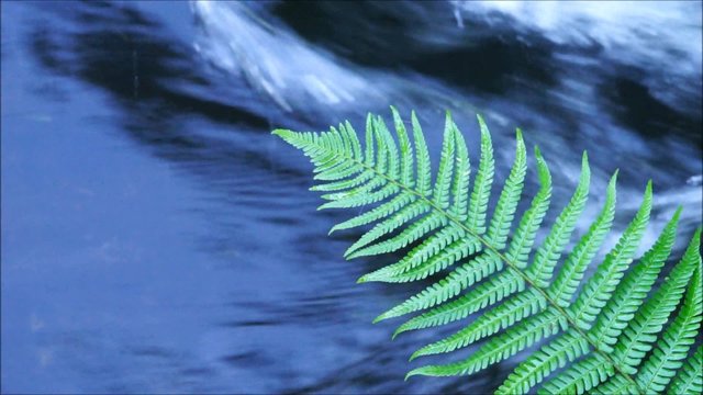 Farn an st&ouml;mendem Wasser &ndash; Zen &ndash; Meditation