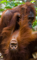 Portrait of a female orangutan with a baby in the wild. Indonesia. The island of Kalimantan (Borneo). An excellent illustration.