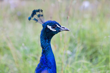 Obraz premium Peacock