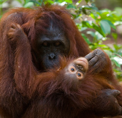 Portrait of a female orangutan with a baby in the wild. Indonesia. The island of Kalimantan (Borneo). An excellent illustration.