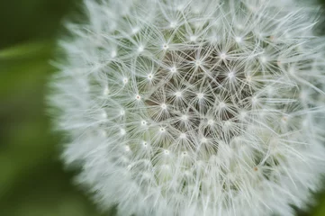 Outdoor kussens White dandelion detail © irantzuarb