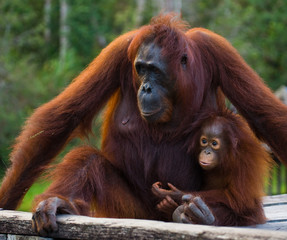 The female of the orangutan with a baby sitting on a wooden platform in the jungle. Indonesia. The island of Borneo (Kalimantan). An excellent illustration.