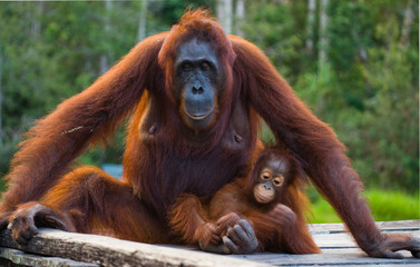 The female of the orangutan with a baby sitting on a wooden platform in the jungle. Indonesia. The island of Borneo (Kalimantan). An excellent illustration.
