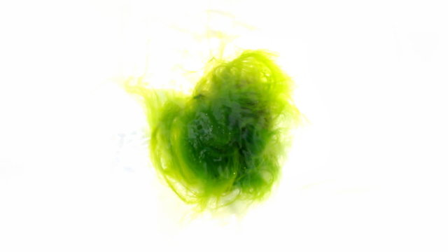 The algae is green hair nymph Loreley
