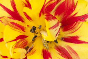 Inside view of a yellow and red tulip flower