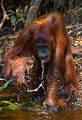 Orangutan drinking water from the river in the jungle. Indonesia. The island of Kalimantan (Borneo). An excellent illustration.