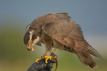 Hawk Training