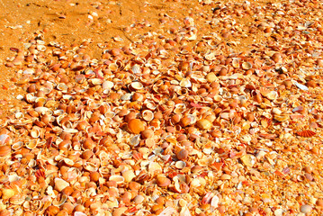 Benagil Beach shells on the Algarve coast