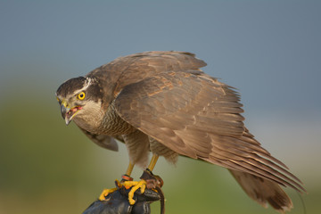 Hawk Training