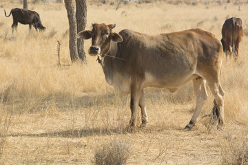 Grazing Cows in a field in Rajasthan, India