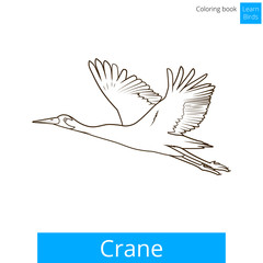 Crane bird learn birds coloring book vector