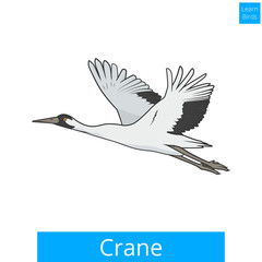 Crane learn birds educational game vector