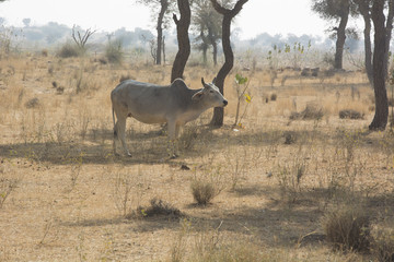 A Cow in a field in Rajasthan, India
