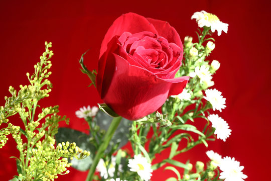 Rose and flower buke