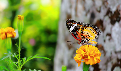 Closeup butterfly