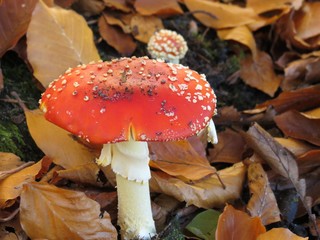 Fliegenpilz