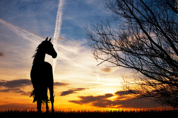 horse silhouette at sunset © adrenalinapura