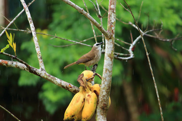 lose up portrait of Stripe-throated Bulbul