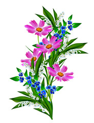 Cosmos flowers isolated on white background