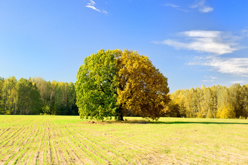 Tree captured at different times of the year