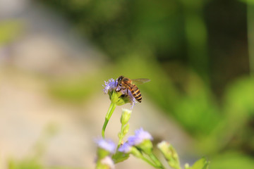 Honey Bee on a rape flower