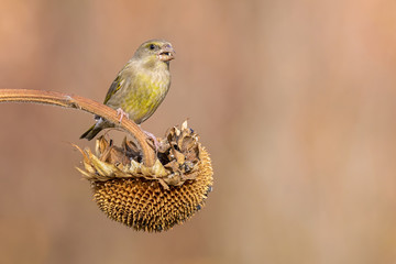 female greenfinch eating on a sunflower outdoor