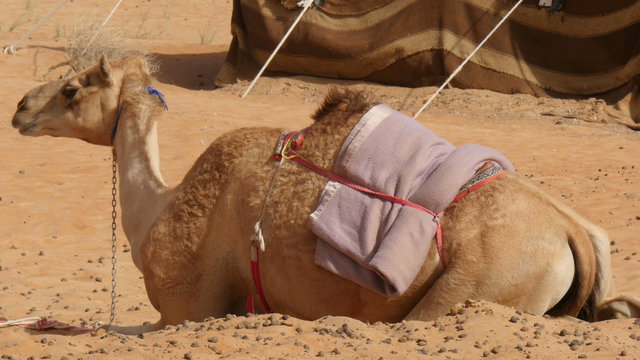 Saddled camel (dromedary) lying in oman desert camp in front of bedouine tent 4K UHD