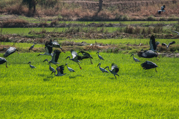 Asian openbill