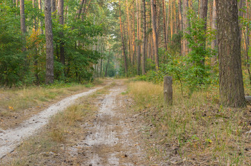Fototapeta premium Empty earth road in evening mixed forest
