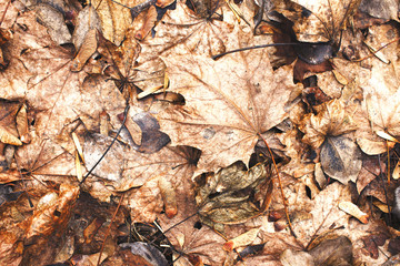 Golden fallen maple leaves autumn background