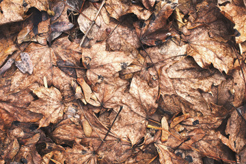 Golden falllen maple leaves autumn background