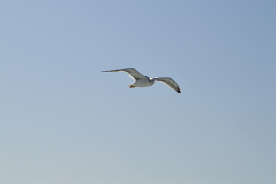 Single seagull in blue sky