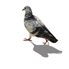 Pigeons isolated on white