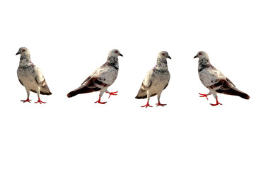 Pigeons isolated on white
