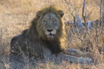 Male lion lay down to rest after eating