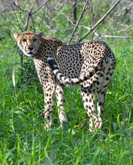 Guépard, Afrique