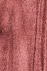 Natural Walnut Wood Veneer, Bleached and Stained Pale Red, Grunge Texture Sample.
