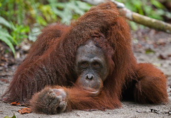 Orangutan lying on the ground in the jungle. Indonesia. The island of Kalimantan (Borneo). An excellent illustration.