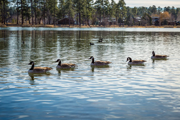 Wild birds in the fall season.
