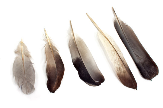 Feathers isolated on white