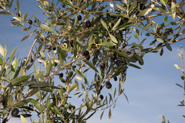 Olives_03