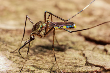 Mosquito